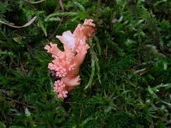 Ramaria subbotrytis