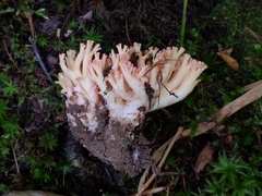 Ramaria subbotrytis