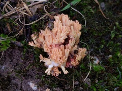 Ramaria subbotrytis