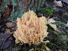 Ramaria subbotrytis