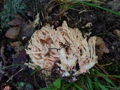 Ramaria subbotrytis