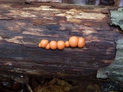 Lycogala epidendrum terrestre