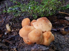 Marasmius cohaerens lachnophyllus