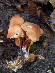 Marasmius cohaerens lachnophyllus