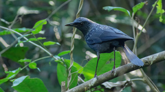 Myophonus caeruleus caeruleus