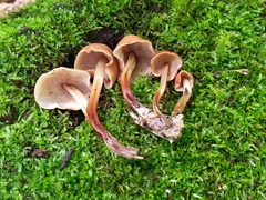 Marasmius cohaerens lachnophyllus