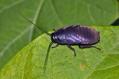 Diploptera