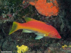 Bodianus scrofa