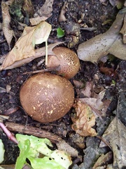 Scleroderma arenicola