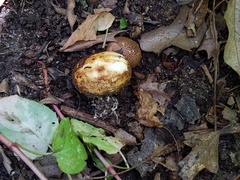 Scleroderma arenicola