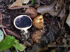 Scleroderma arenicola