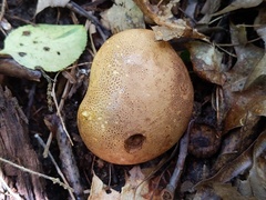 Scleroderma michiganense
