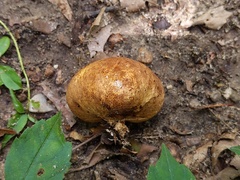 Scleroderma michiganense