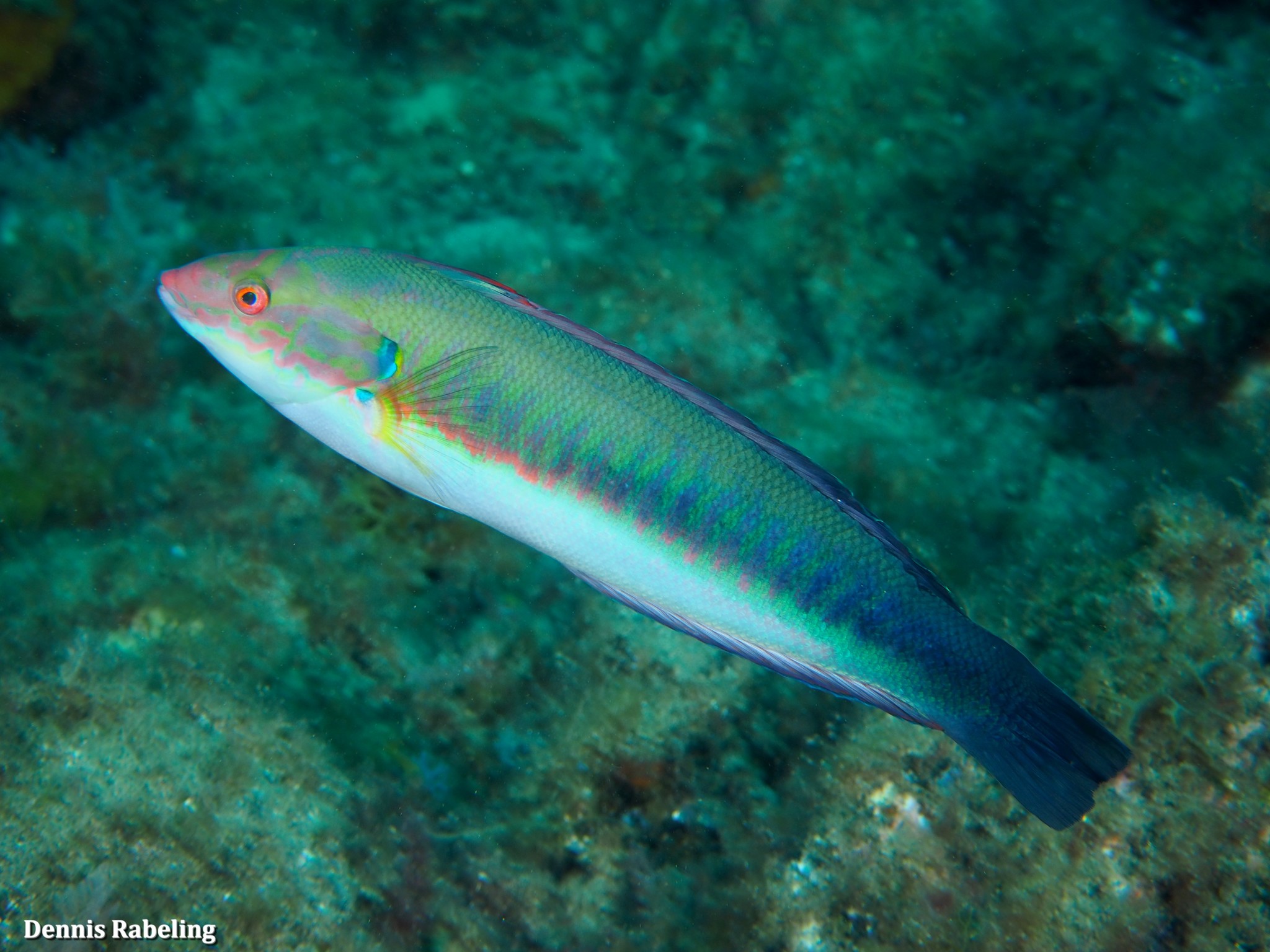 Rainbow Wrasses (Genus Coris) · iNaturalist, image size:2048x1536