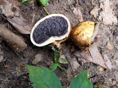 Scleroderma michiganense