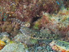 Parablennius goreensis