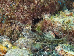 Parablennius goreensis