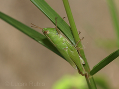 Dichromorpha australis