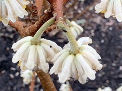 Edgeworthia
