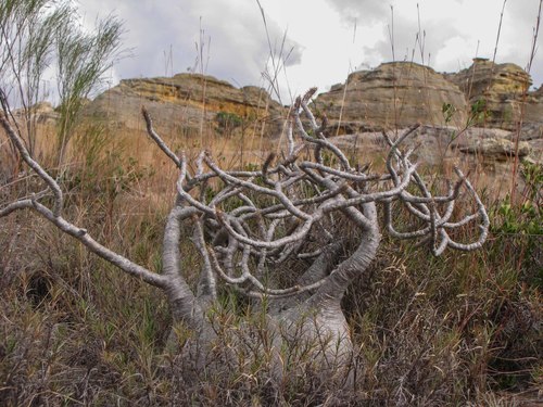Elephant's Foot Plant