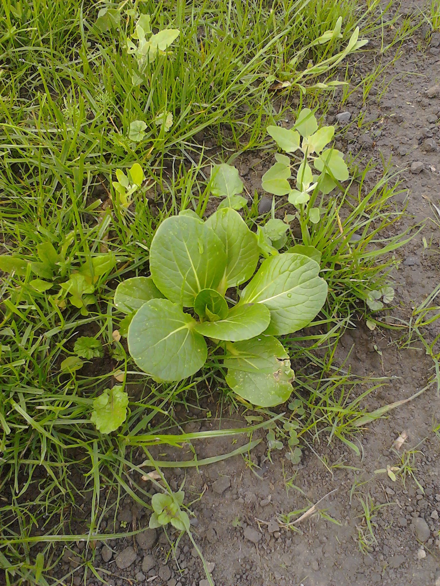 Brassica rapa subsp. chinensis (L.) Hanelt