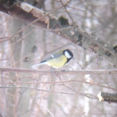 Parus major