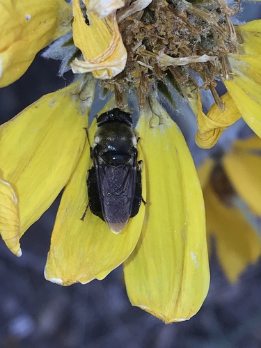 Stratiomys nevadae
