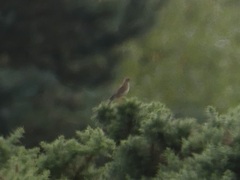 Lullula arborea