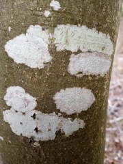 Phlyctis boliviensis