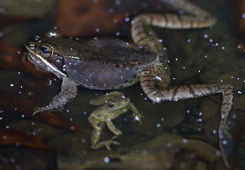 Wood Frog photographed in Arkansas