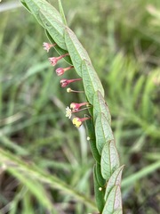 Phyllanthus glaucophyllus
