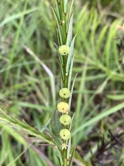 Phyllanthus glaucophyllus