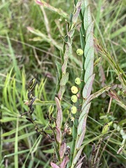Phyllanthus glaucophyllus