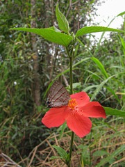 Hibiscus bojerianus image