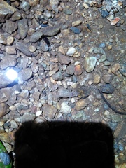 Macrobrachium asperulum