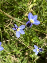 Monopsis malvacea