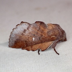 Phyllodesma occidentis