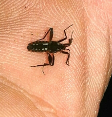 Plesiovelia