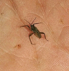 Plesiovelia