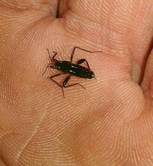 Plesiovelia