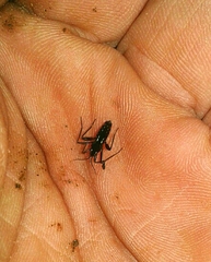 Plesiovelia