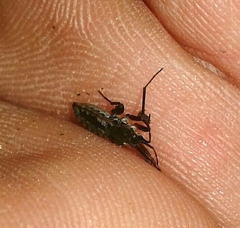 Plesiovelia