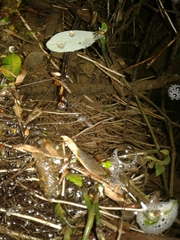 Plesiovelia