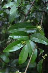Artabotrys monteiroae
