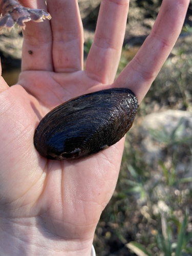 Elliptio pullata