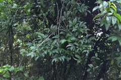 Artabotrys monteiroae