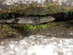 Sceloporus serrifer