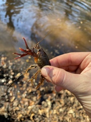 Procambarus paeninsulanus