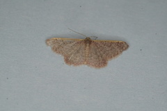 Idaea costaria