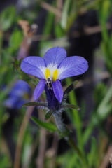 Monopsis malvacea